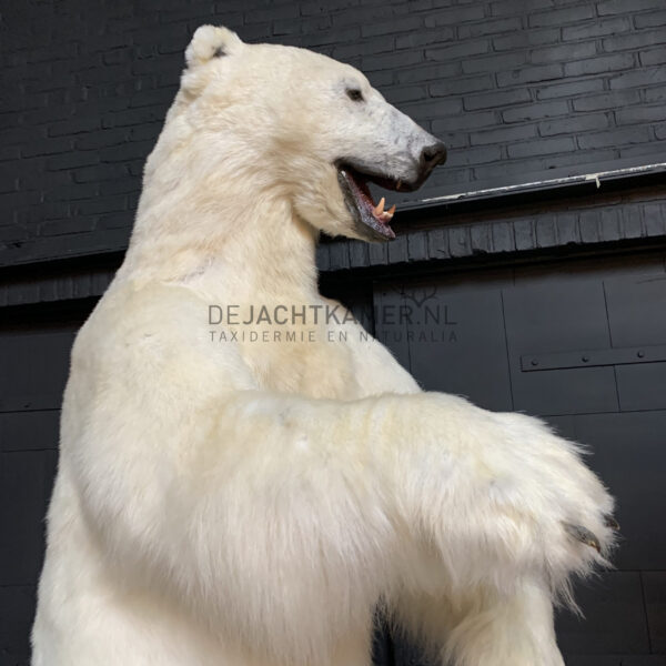 Taxidermy polar bear