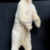 Recently stuffed polar bear