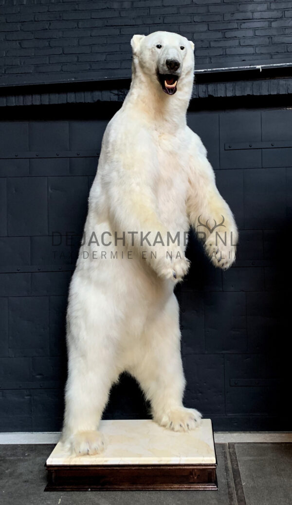 Recently stuffed polar bear