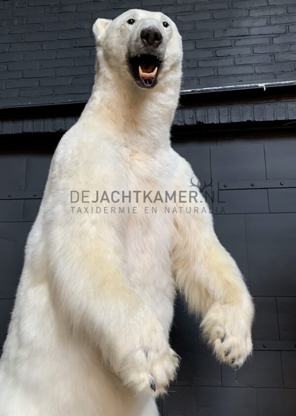 Kürzlich ausgestopfter Eisbär