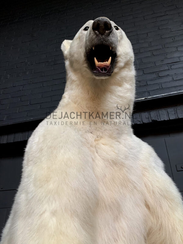 Kürzlich ausgestopfter Eisbär