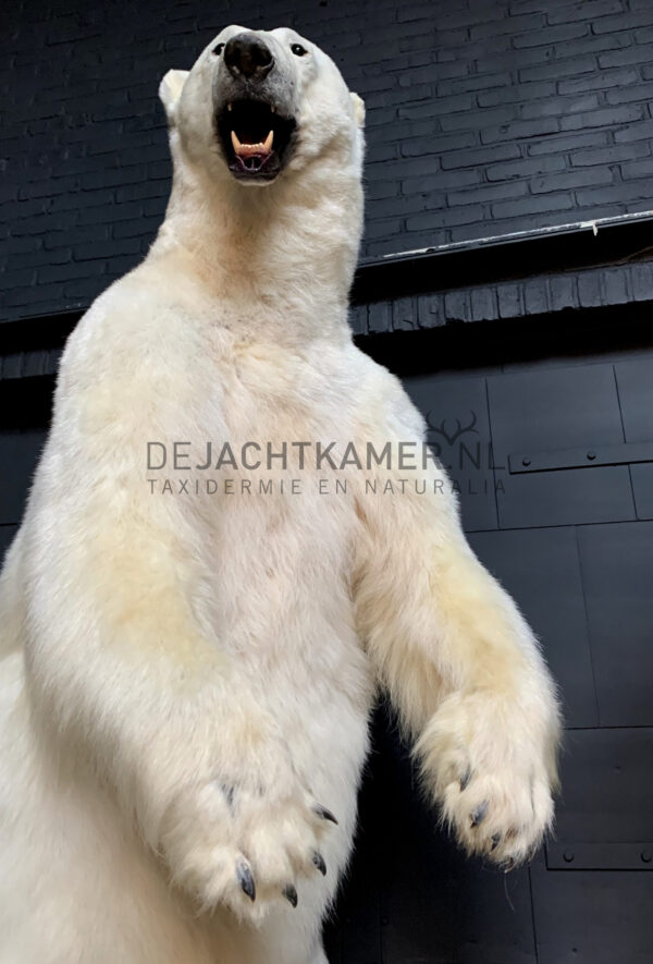 Recently stuffed polar bear