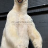 Recently stuffed polar bear