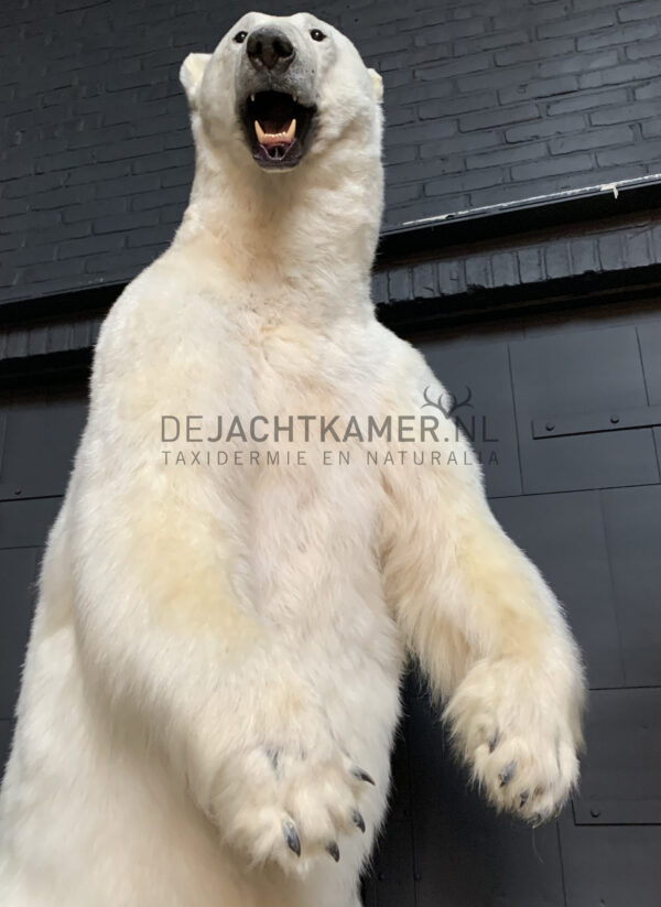 Kürzlich ausgestopfter Eisbär