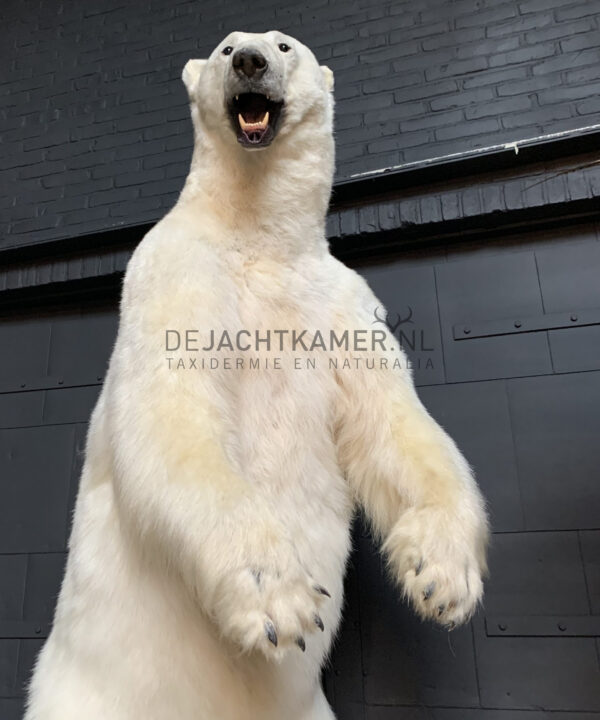 Kürzlich ausgestopfter Eisbär