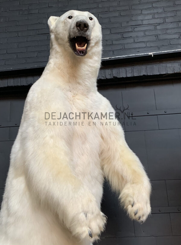 Recently stuffed polar bear