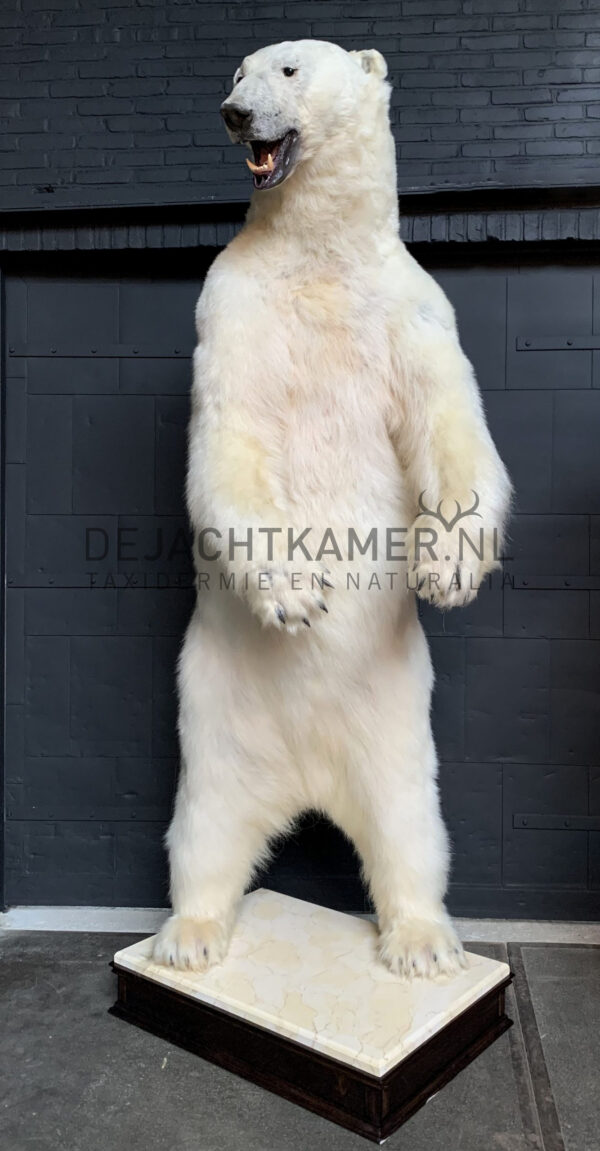 Recently stuffed polar bear