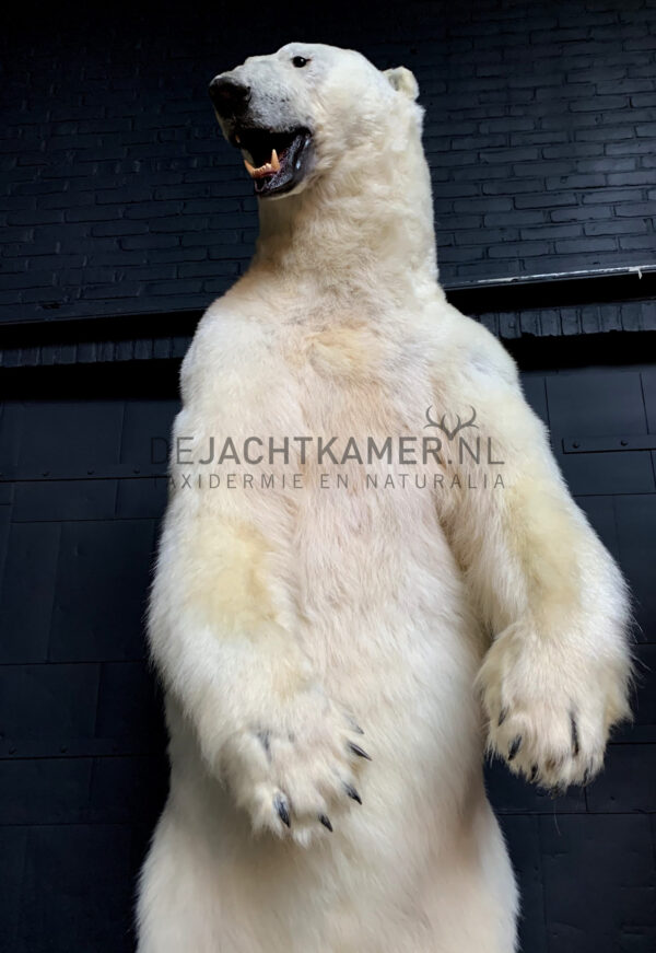 Kürzlich ausgestopfter Eisbär