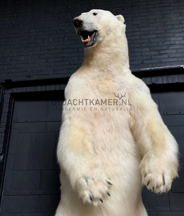 Recently stuffed polar bear