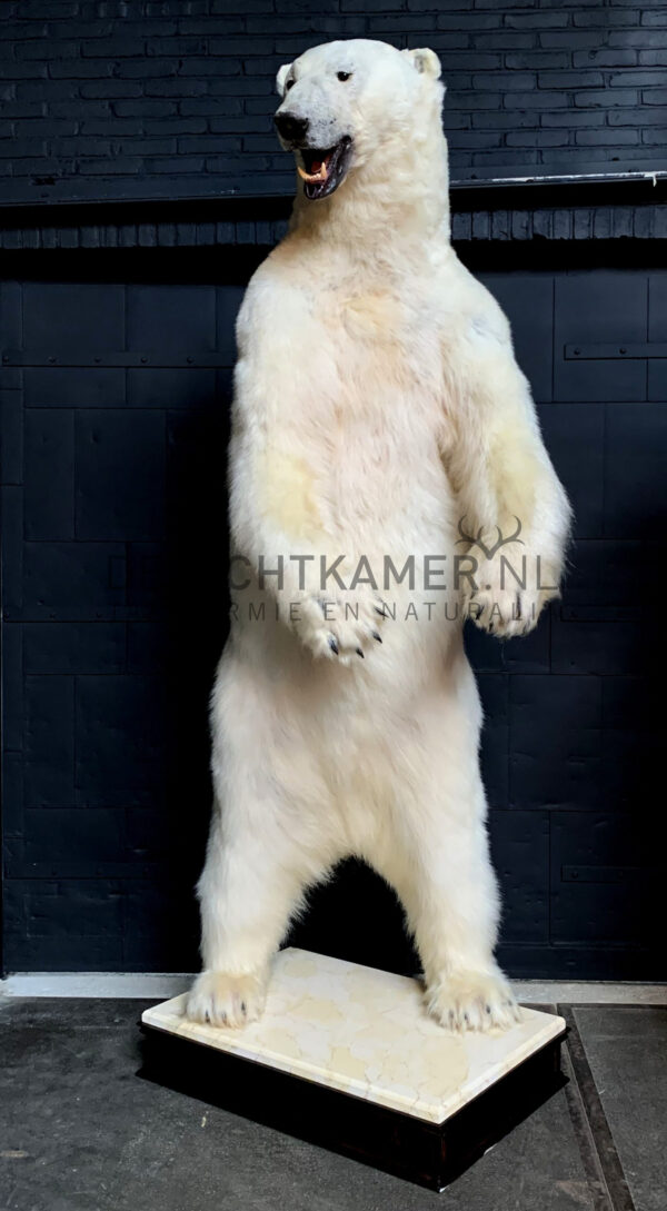 Recently stuffed polar bear