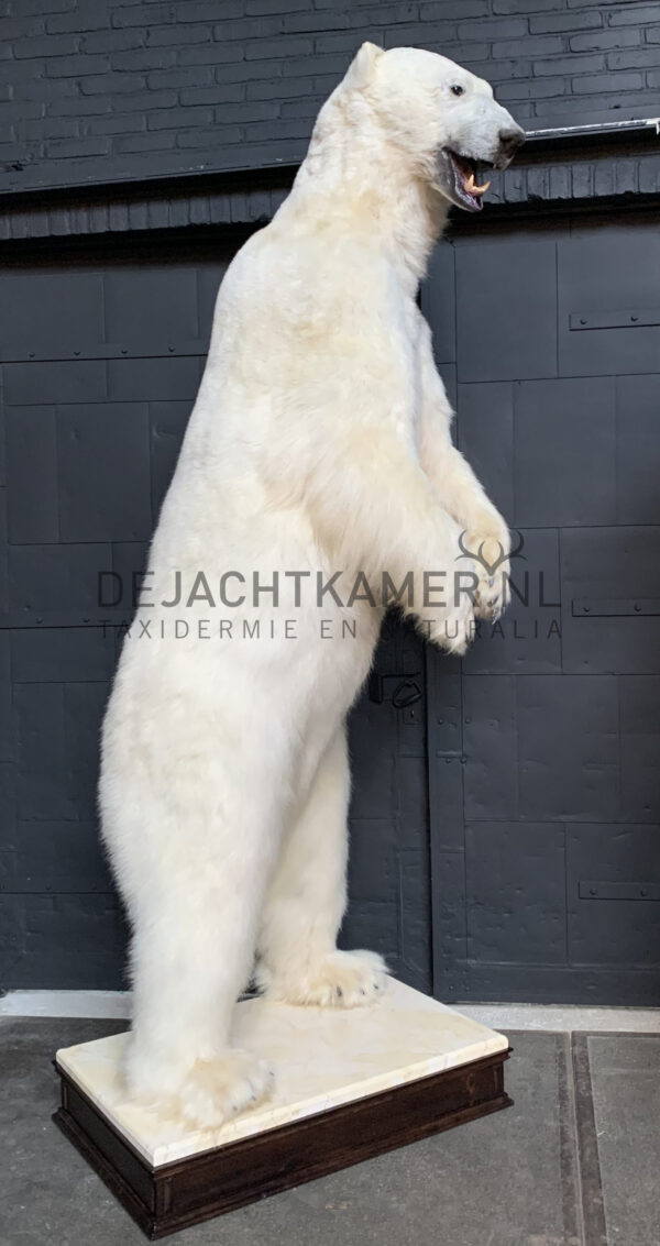 Recently stuffed polar bear