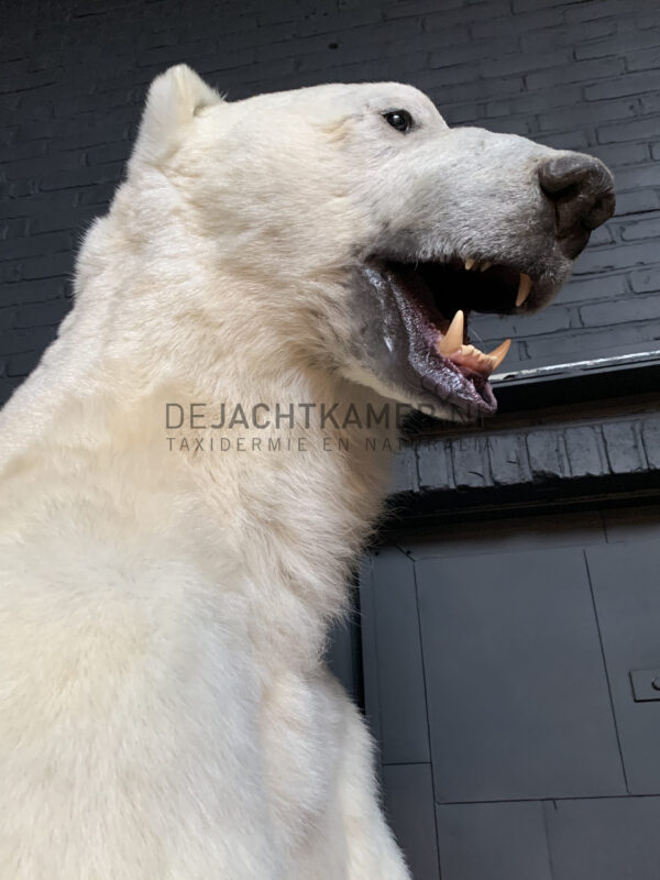 Recently stuffed polar bear