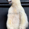 Taxidermy polar bear