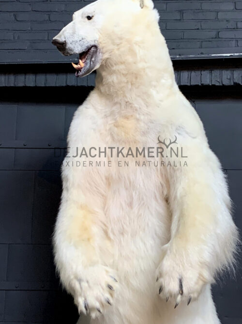 Kürzlich ausgestopfter Eisbär