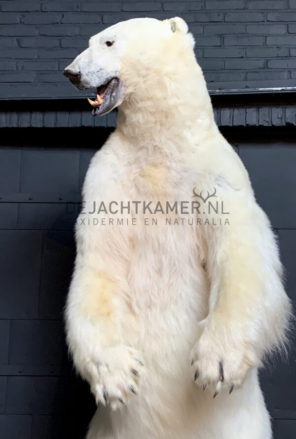 Kürzlich ausgestopfter Eisbär