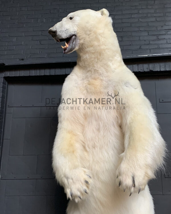 Recently stuffed polar bear