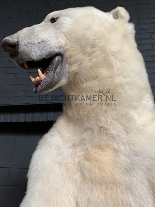 Kürzlich ausgestopfter Eisbär