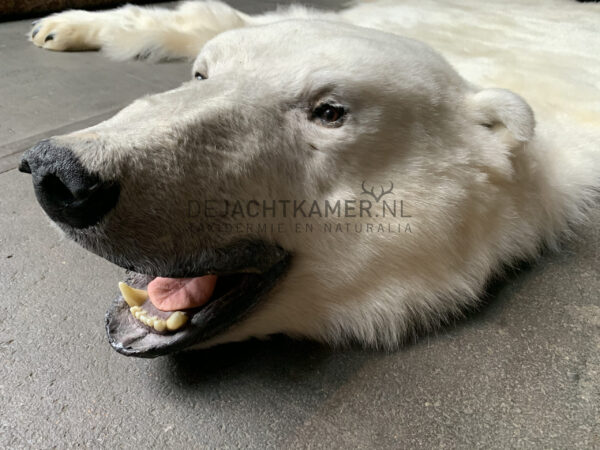 Beautiful winter coat of a big polar bear