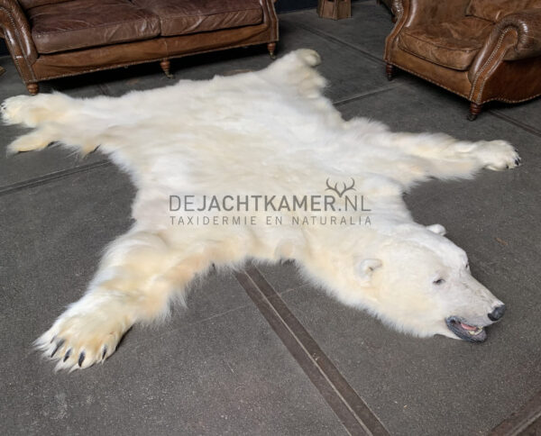 Beautiful winter coat of a big polar bear