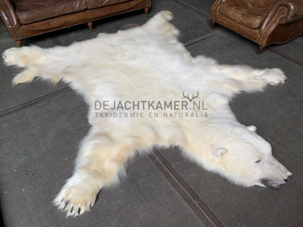 Beautiful winter coat of a big polar bear