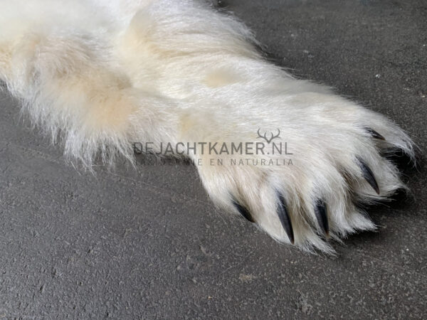 Beautiful winter coat of a big polar bear