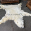 Beautiful winter coat of a big polar bear