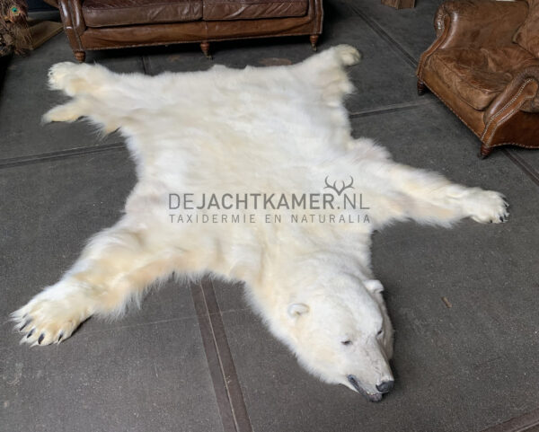 Beautiful winter coat of a big polar bear