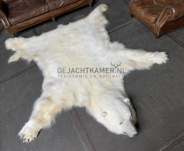 Schönes Winterfell eines großen Eisbären