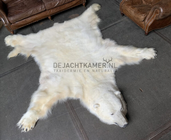 Beautiful winter coat of a big polar bear