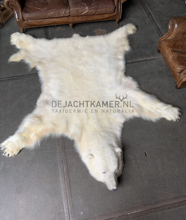 Beautiful winter coat of a big polar bear