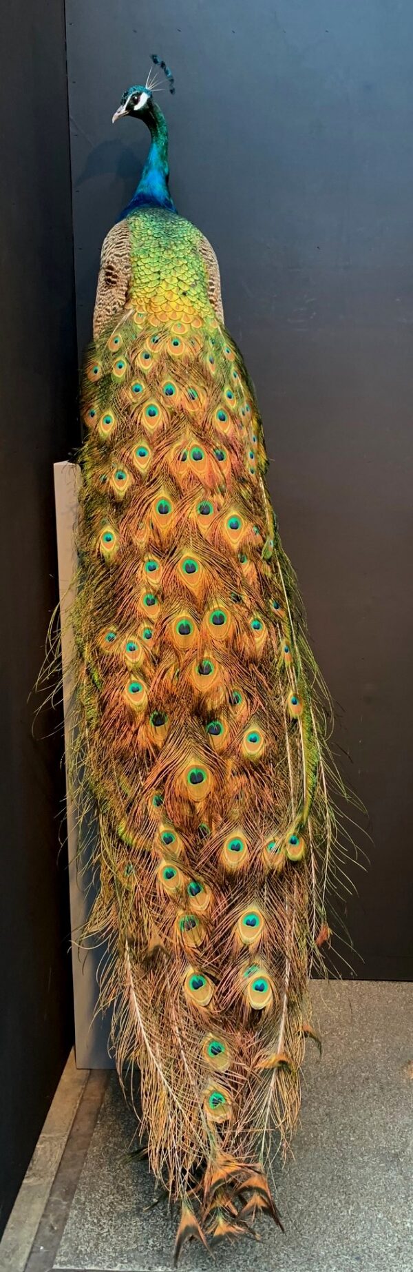 Blue peacock taxidermy