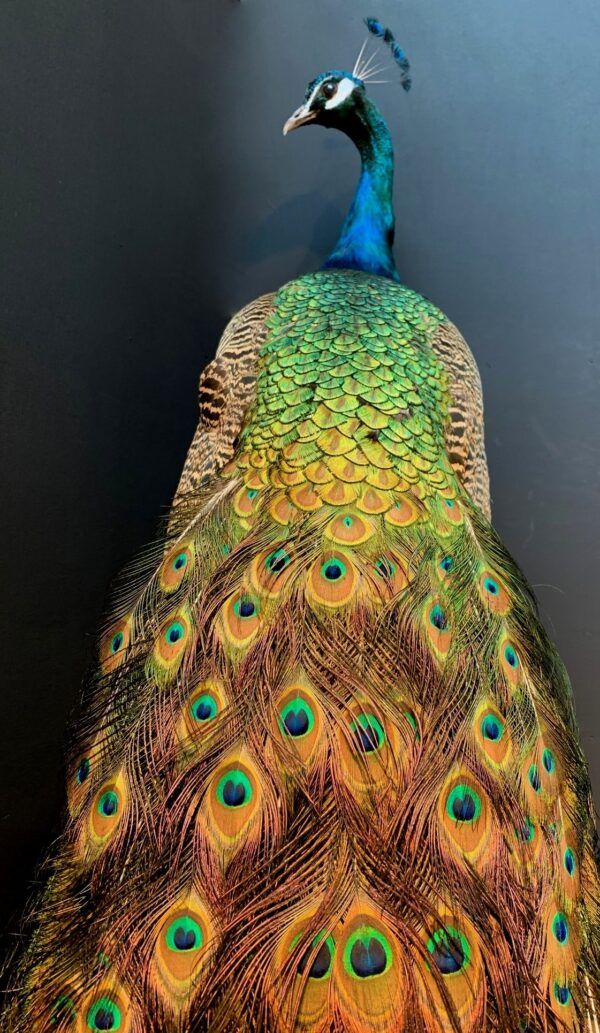 Blue peacock taxidermy