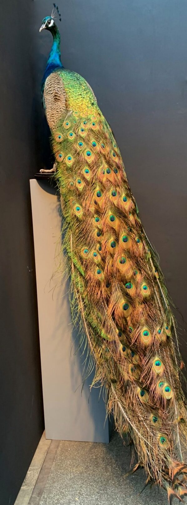 Blue peacock taxidermy