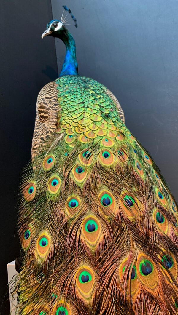 Blue peacock taxidermy