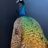 Blue peacock taxidermy