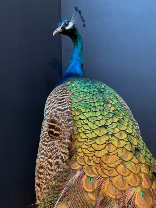 Blue peacock taxidermy
