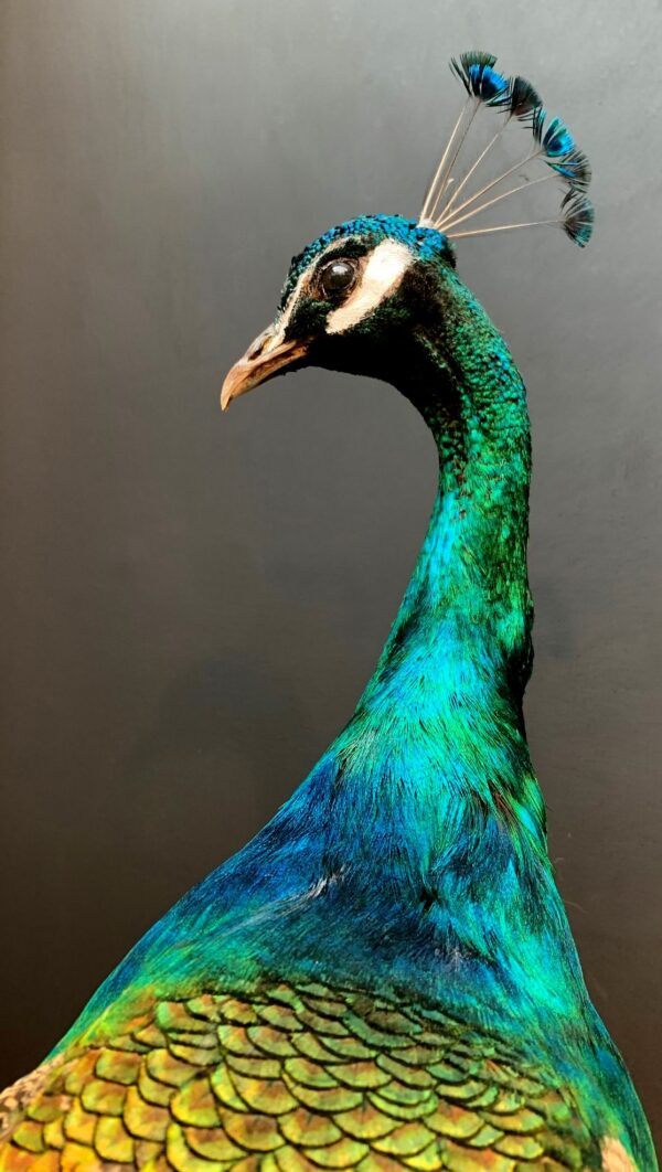 Blue peacock taxidermy