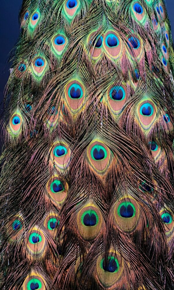 Blue peacock taxidermy