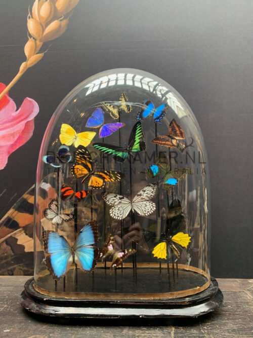 Oval antique dome with colourful mix of many butterfly species