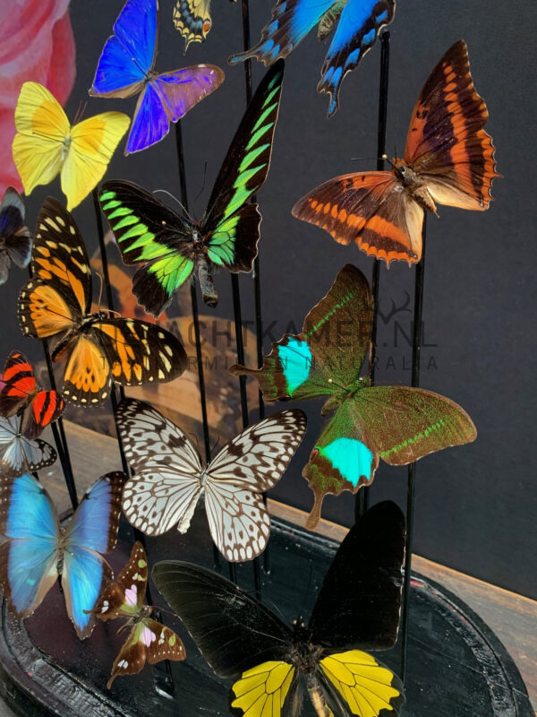 Oval antique dome with colourful mix of many butterfly species