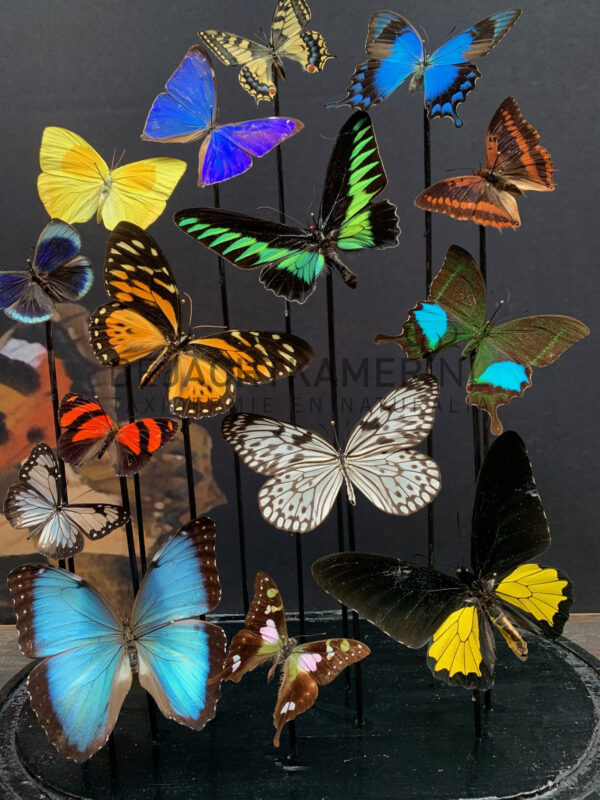 Oval antique dome with colourful mix of many butterfly species