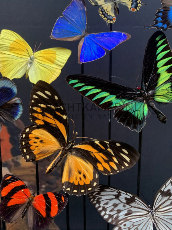 Oval antique dome with colourful mix of many butterfly species