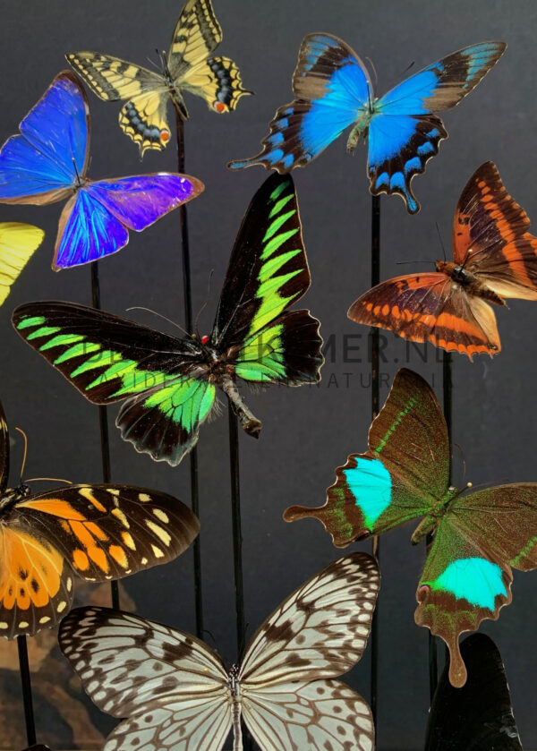 Oval antique dome with colourful mix of many butterfly species