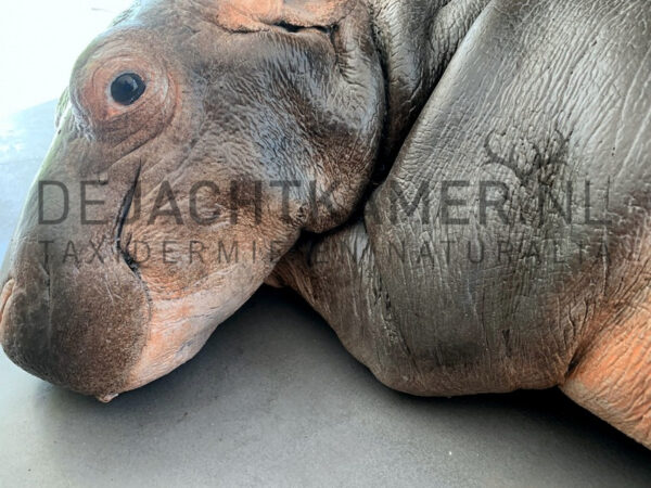 Casting of a hippopotamus calf