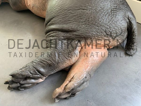 Casting of a hippopotamus calf