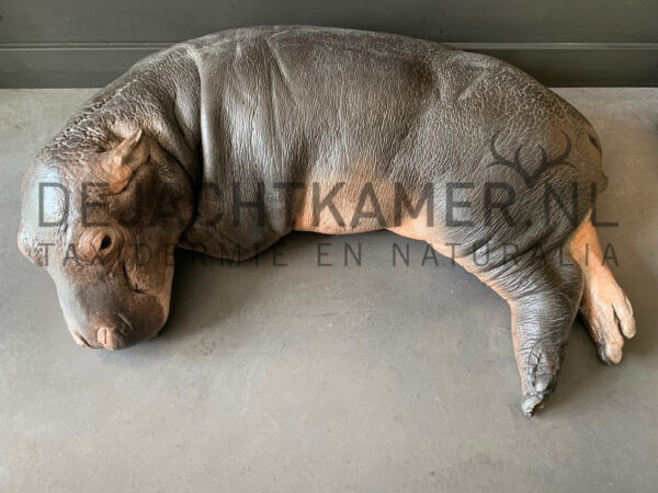 Casting of a hippopotamus calf