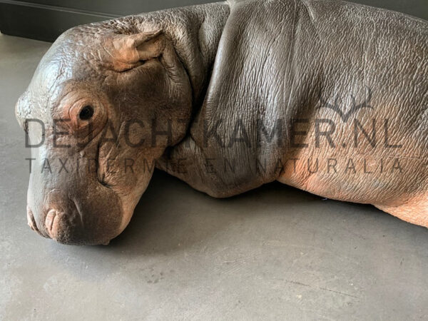 Casting of a hippopotamus calf