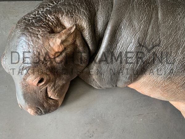 Casting of a hippopotamus calf