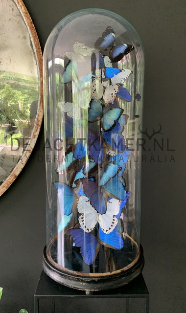 XXL stolp met blauwe en witte morpho vlinders. Vlinderstolp