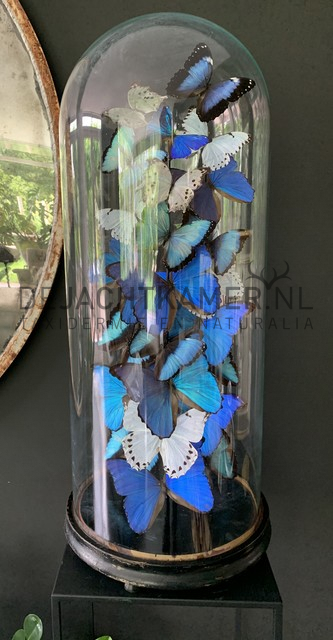 XXL bell jar with blue and white morpho butterflies